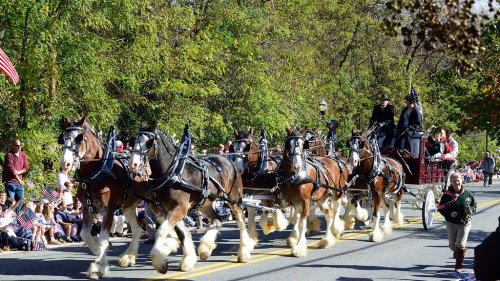 clydsdales 2.jpg